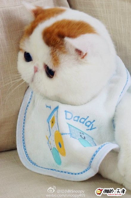  p data-id="gnyu5xlp3r">红小胖snoopy是一只红色梵纹 a target="