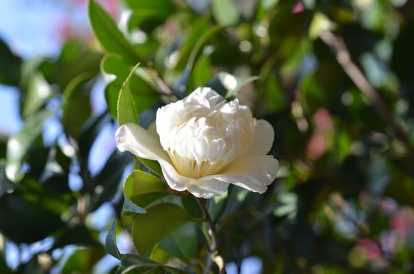 白宝珠山茶花种源