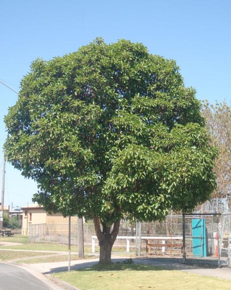 tristania conferta r. br.