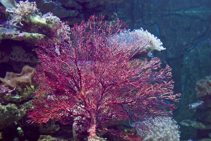 是世界最大最长的 a target="_blank" href="/item/珊瑚礁/101162"