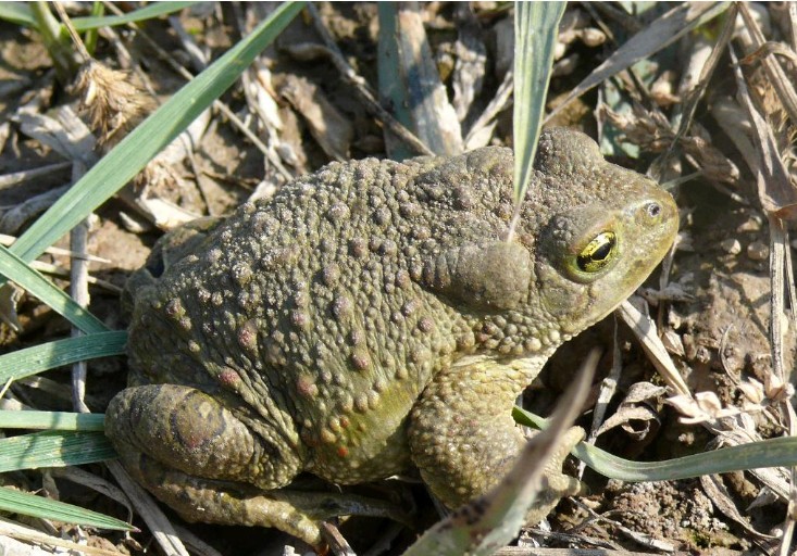  p>花背 a target="_blank" href="/item/蟾蜍/248270" data-lemmaid=