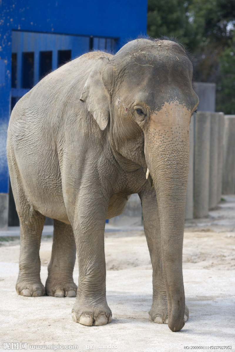  p>苏门答腊象(学名:elephas maximus sumatranus)是 a target="