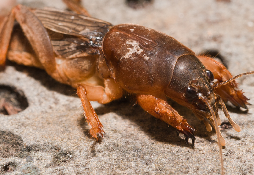 ="gnx9kughgo">蝲蝲蛄是 a target="_blank" href="/item/昆虫/30467"