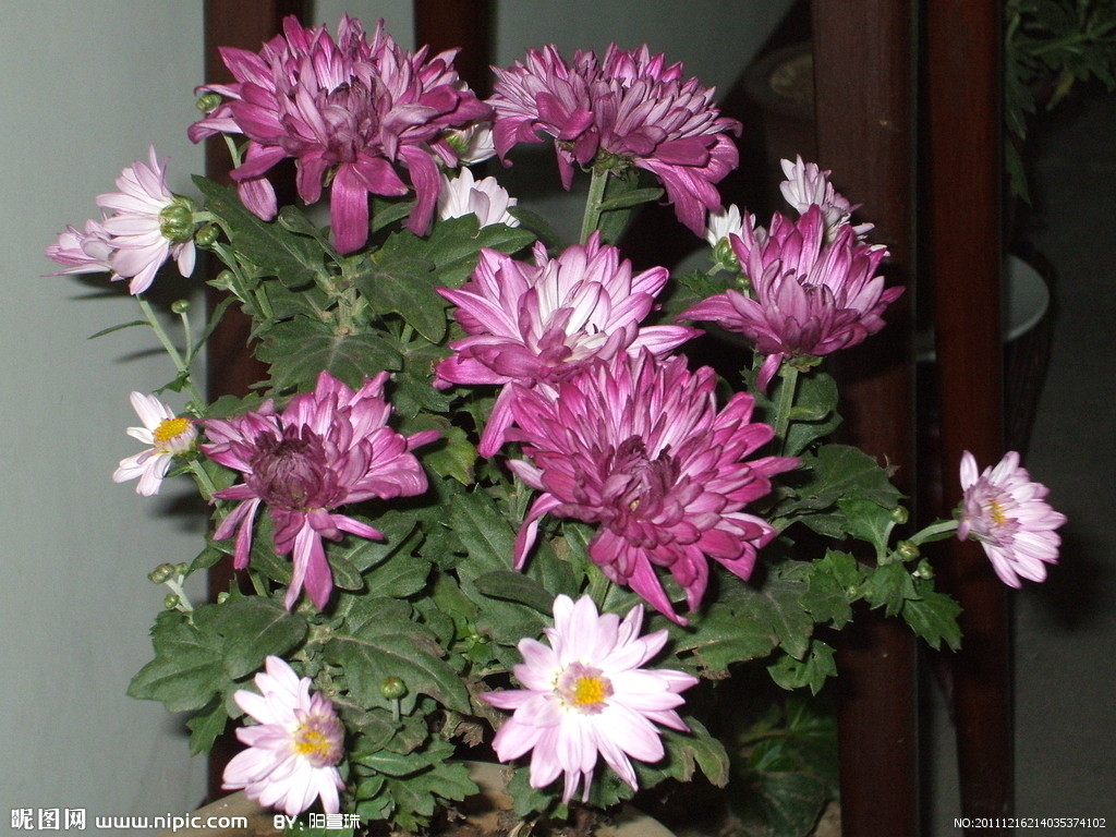 notoseris psilolepis