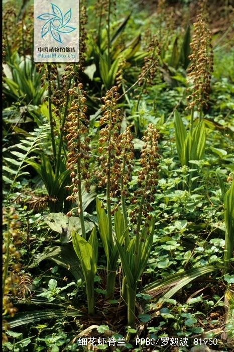  p>细花虾脊兰(学名: i>calanthe mannii /i>  hook. f.