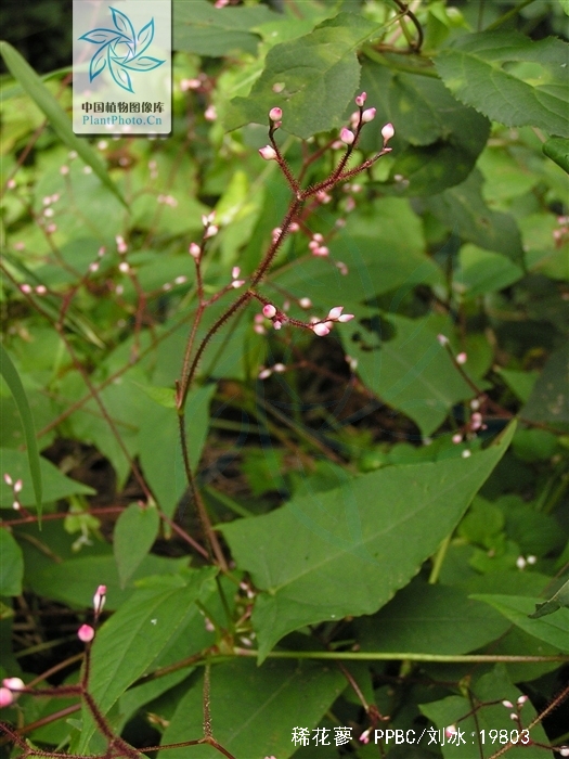 稀花蓼