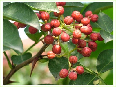 花椒苗 百度百科