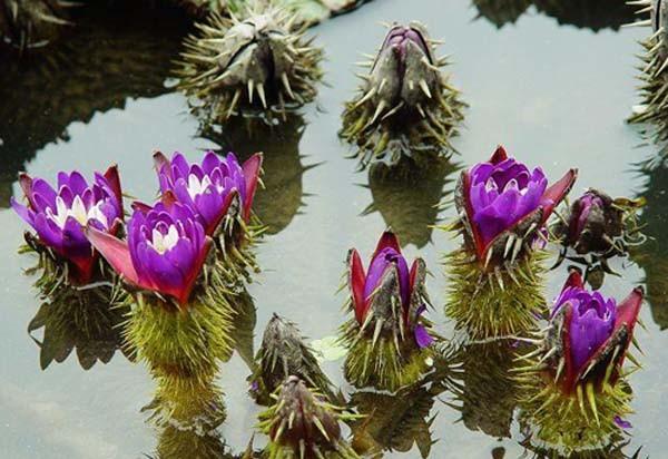 ex konig et sims /a>):睡莲科芡属一年生 a href="#" data-lemmaid=