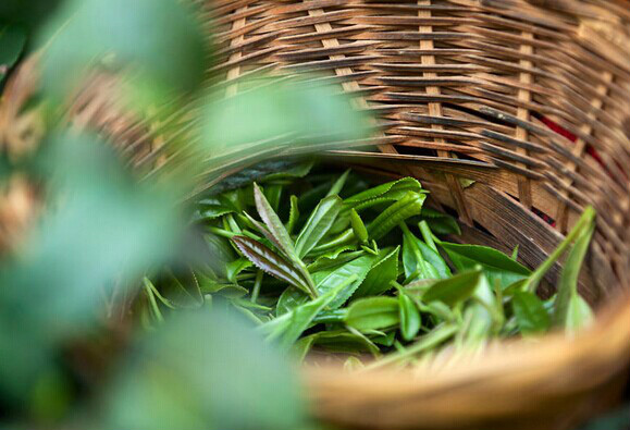  p data-id="gnwhomryn2">焕古茶出自紫阳县,也是 a target="_blank"