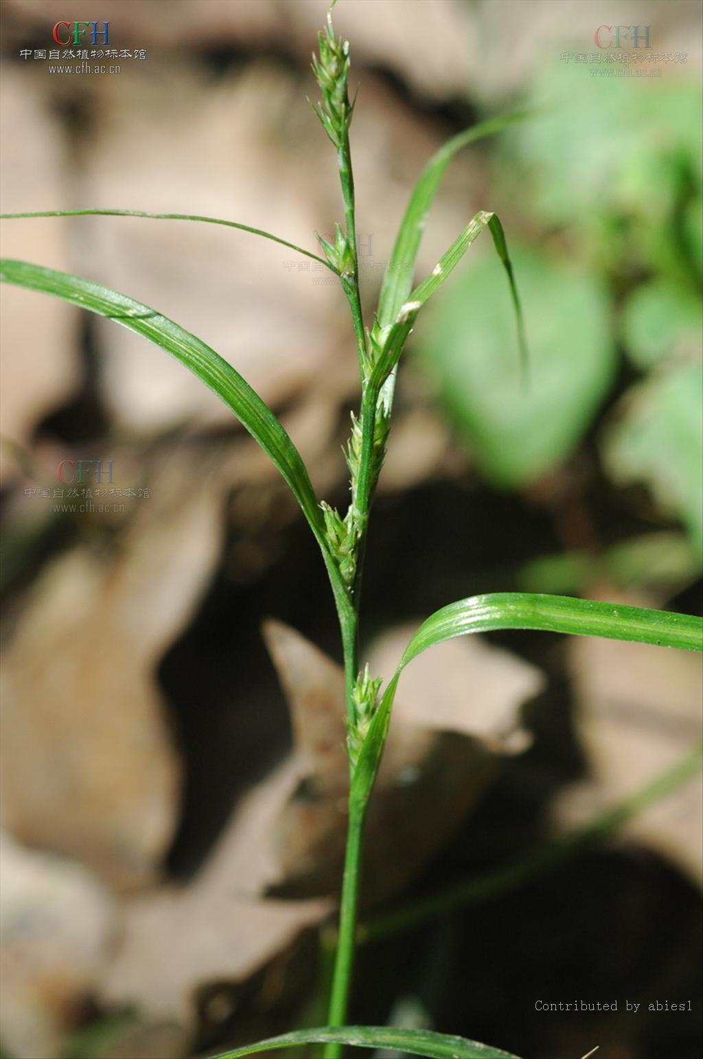  p>长叶薹草:是 a target="_blank" href="/item/单子叶植物纲