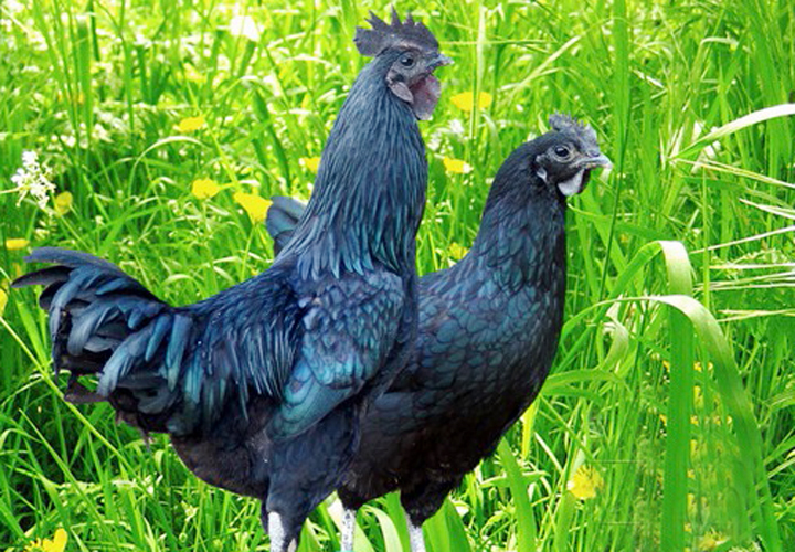 id="8633327">绿壳蛋 /a>而得名,其特征是所产蛋的外壳颜色呈绿色,是