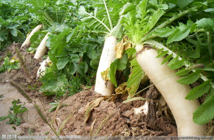  a href="#">十字花科 /a> a href="#">萝卜属 /a>植物