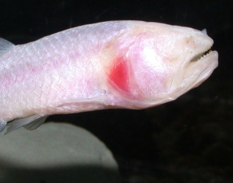 白胡子鱼