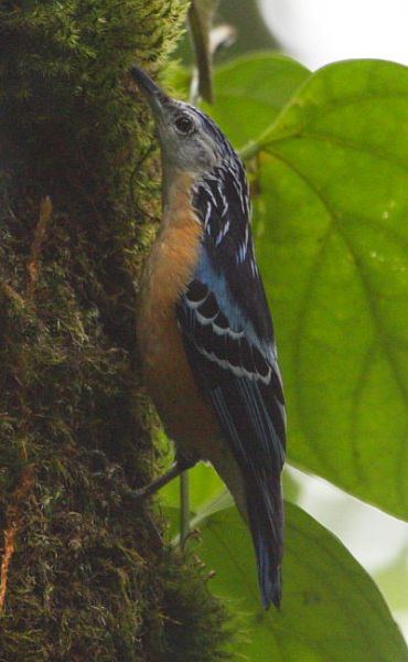  p>丽鳾(学名: i>sitta formosa /i>):是小型 a target="_blank" href