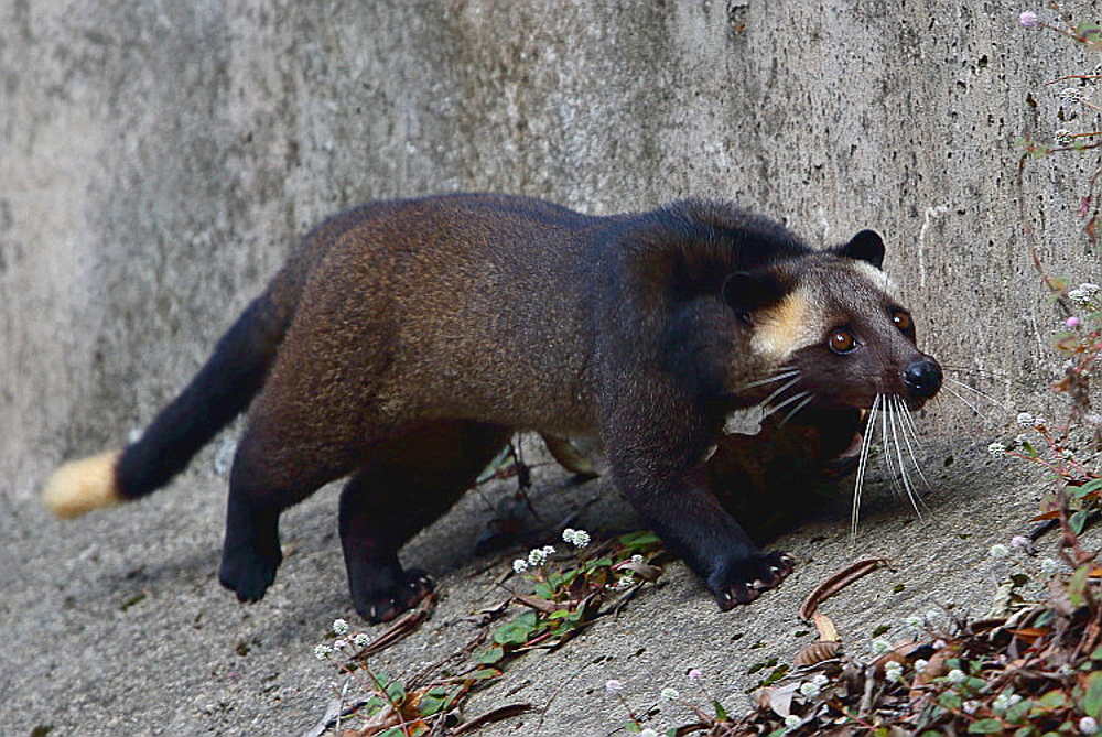  p>花面狸(学名: i>paguma larvata /i>)是灵猫科,花面狸属食肉动物