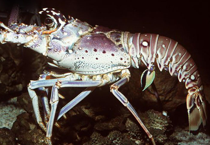 眼斑龙虾