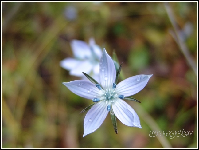  p>辐状肋柱花(学名: i>lomatogonium rotatum /i> (l.