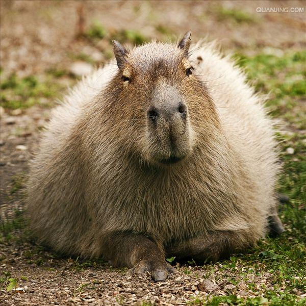  p>水豚(学名: i>hydrochoerus hydrochaeris /i>):是一种半水栖的 a