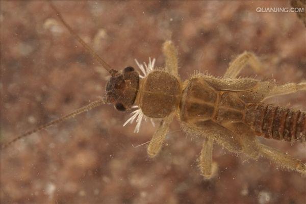  p>石蝇是动物界, a href="#" data-lemmaid="1622398">节肢动物门 /a