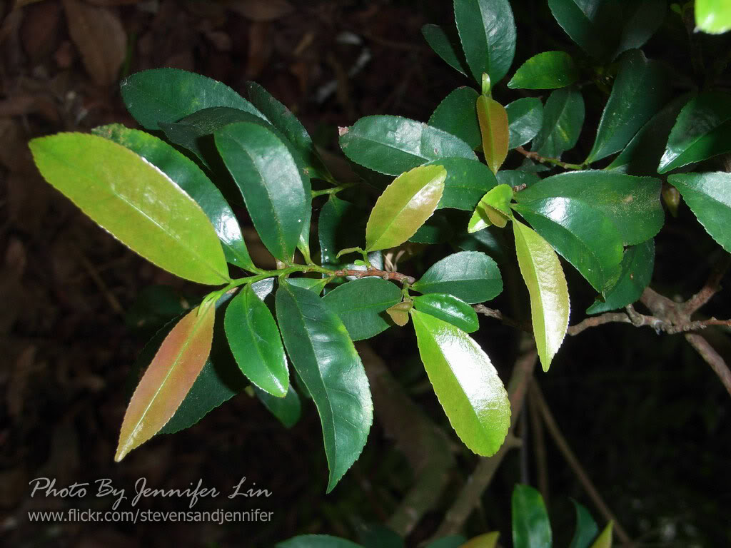 但叶尖仍在最高点上;弯叶:叶尖降至最高点以下,但仍然在该叶叶枕至最