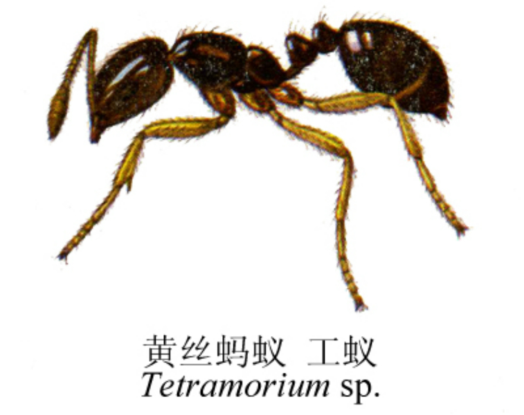 黄丝蚂蚁