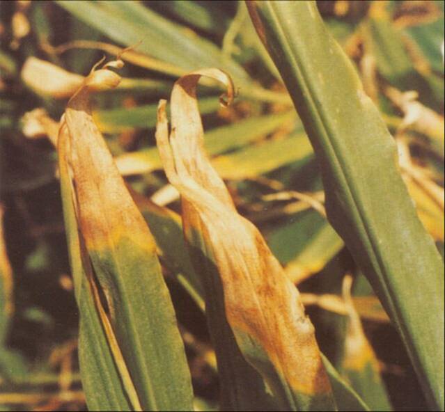 腐烂茎线虫