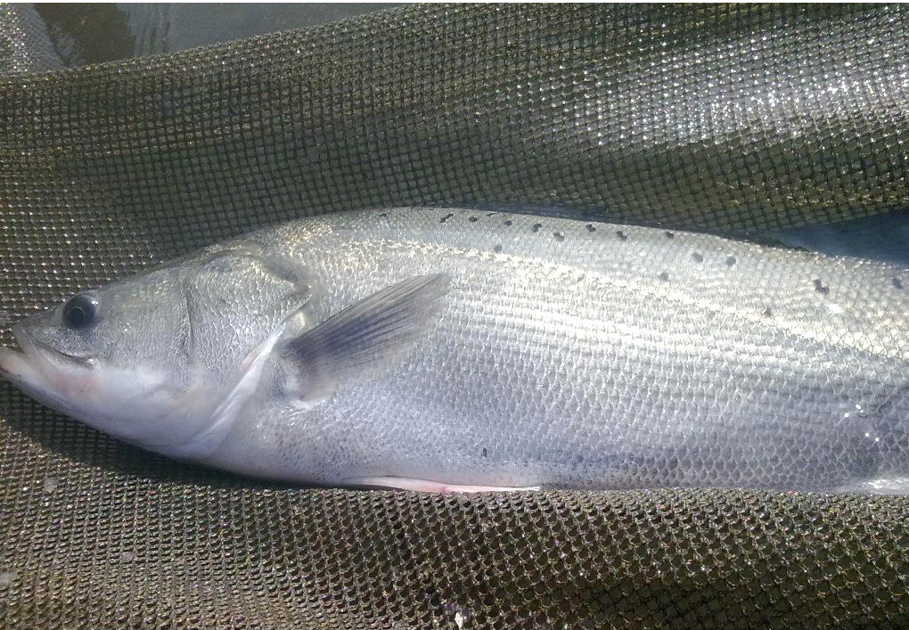  p>七星鲈鱼,学名花鲈 lateolabrax japonicus ,鮨科, a href="#"