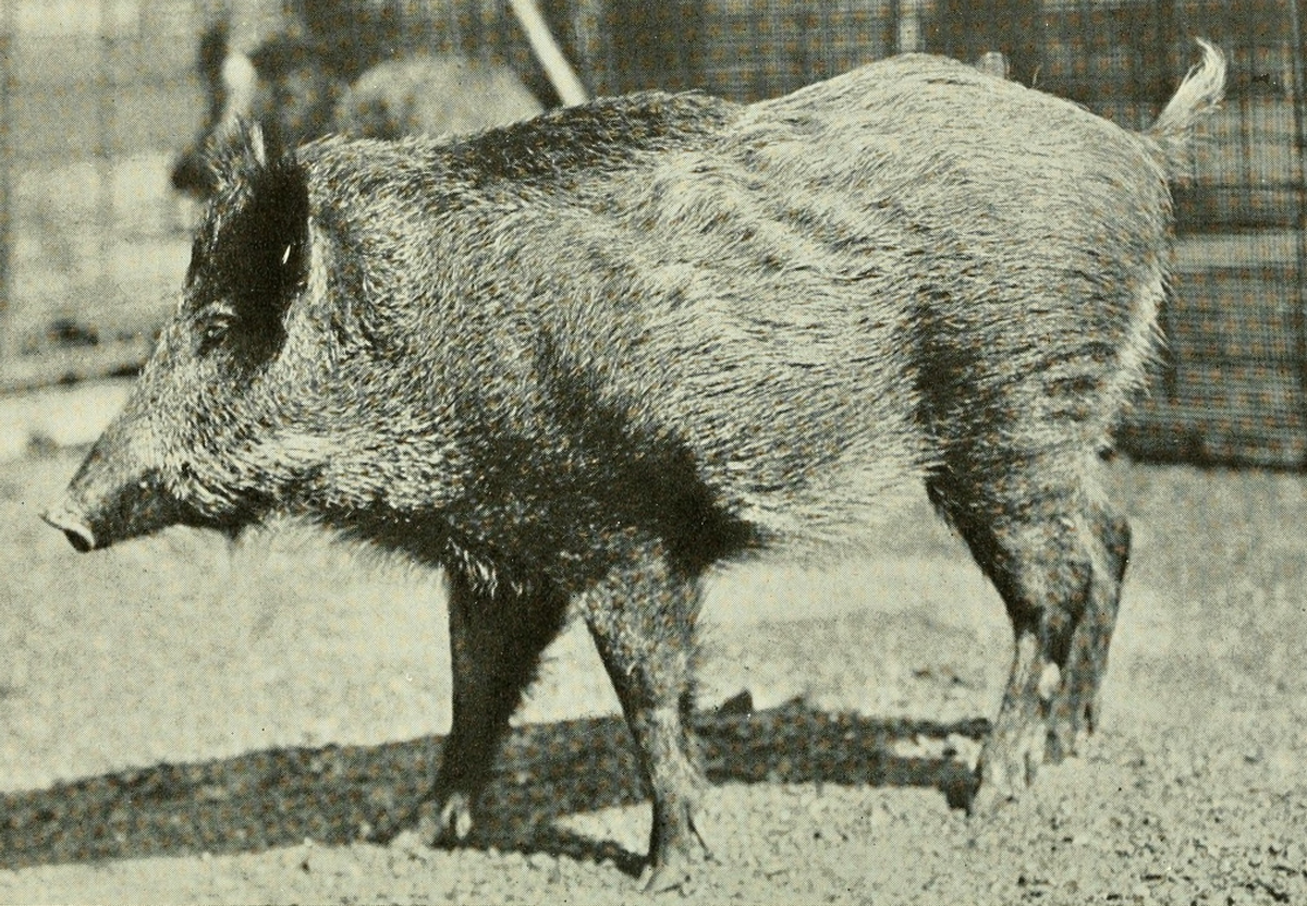 ryukyu islands wild pig