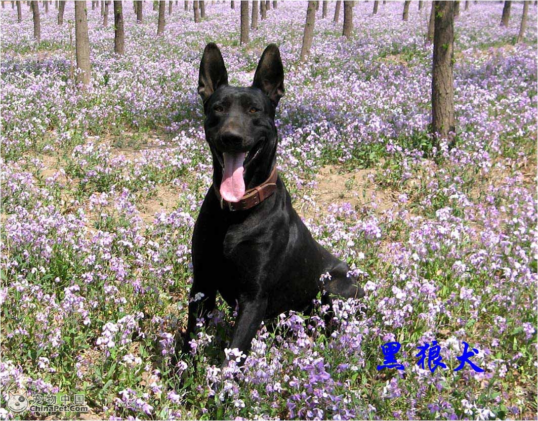  p>黑狼犬属于 a href="#" data-lemmaid="81035">狼狗 /a>的一种,原