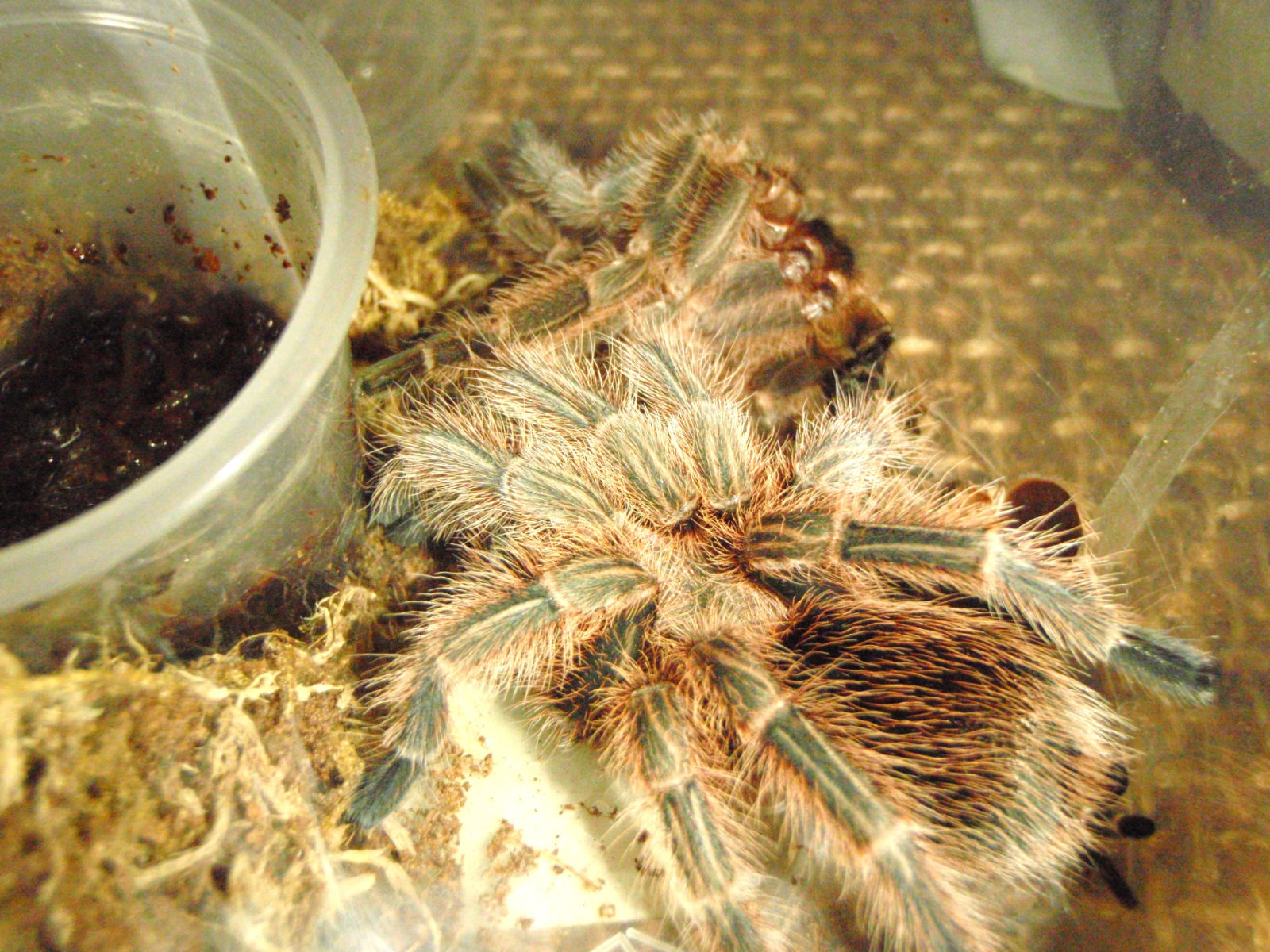  p>蜘蛛是陆地生态系统中最丰富的捕食性天敌,在维持农林生态系统稳定