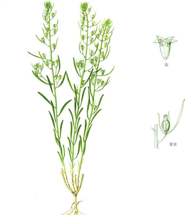 thesium longifolium turcz.