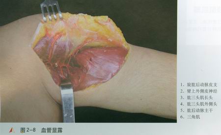 带蒂皮瓣