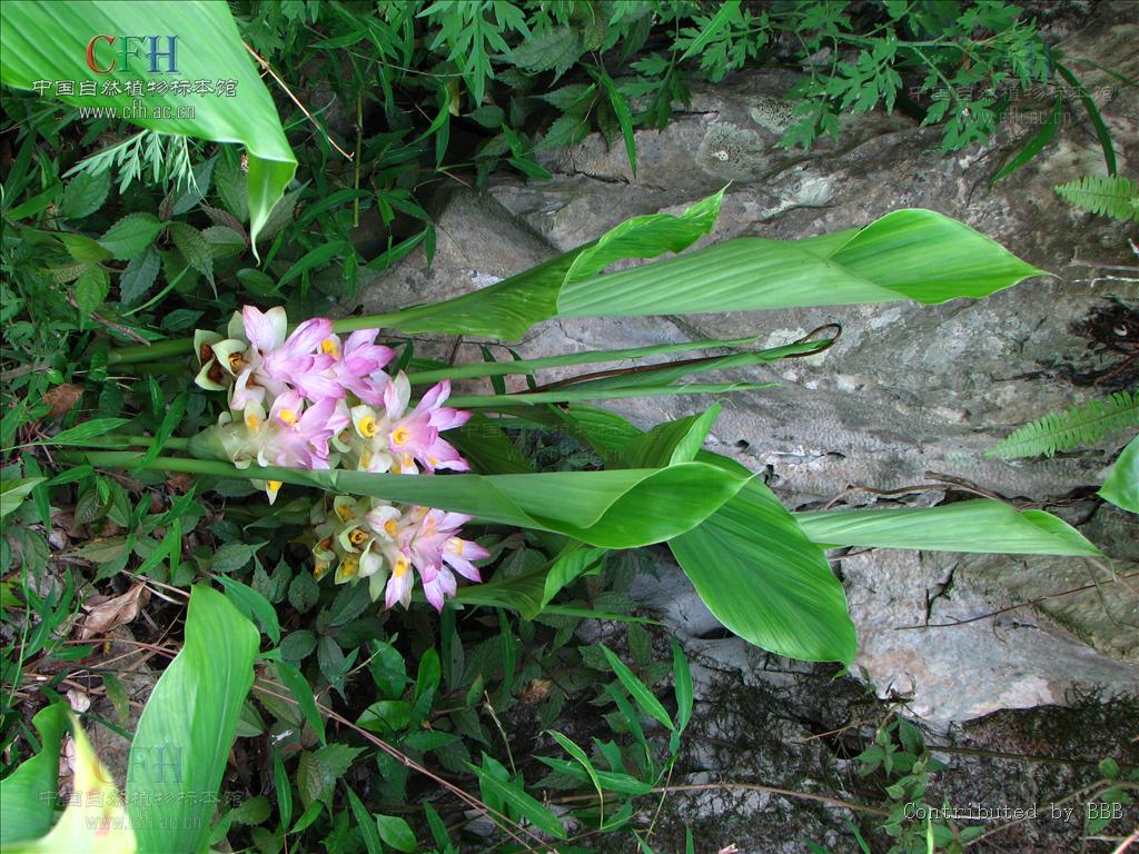 为姜科植物 a target="_blank" href="/item/温郁金curcuma rcenyujin