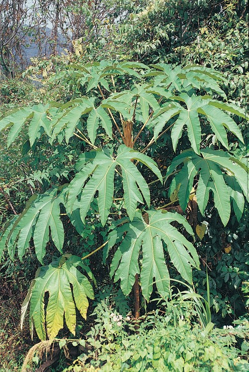  p>西藏通脱木,为 a href="#" data-lemmaid="10213830">通脱木属 /a>