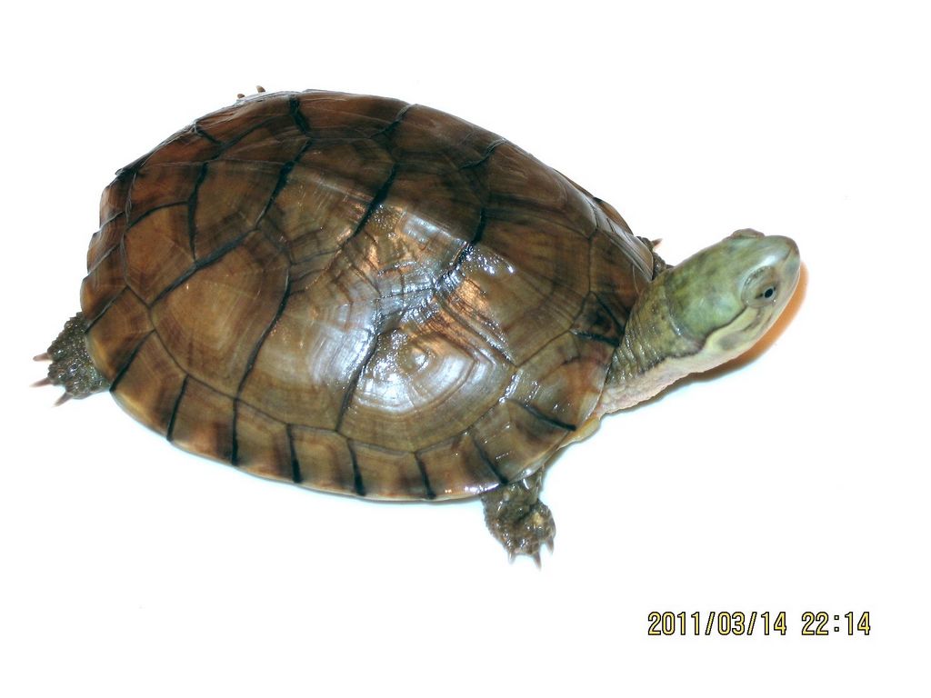  p>腊戍拟水龟是属于淡水龟科的一种动物.