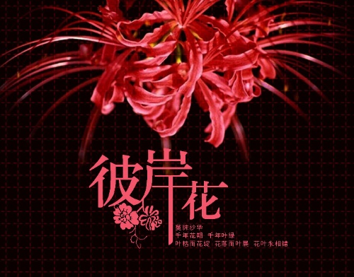  p data-id="gn7dz5t3yo">传说中,彼岸花白色的生长在天堂,而红色的则