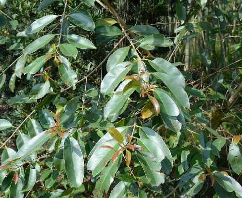  p>海南蒲桃(学名: i>syzygium hainanense /i> chang et miau)是