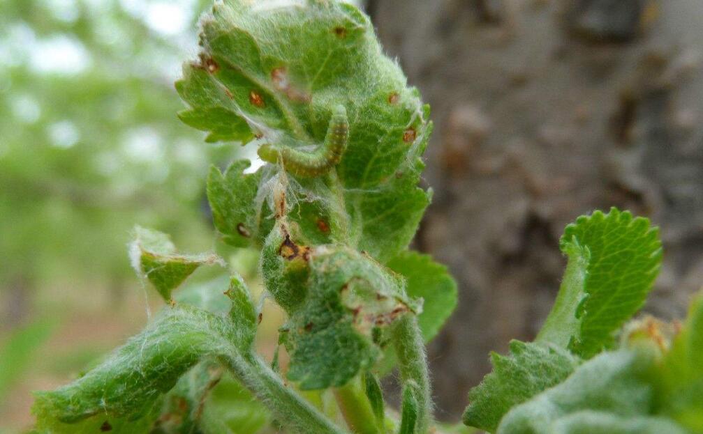 通称 a target="_blank" href="/item/卷叶虫/10483040" data-lemma