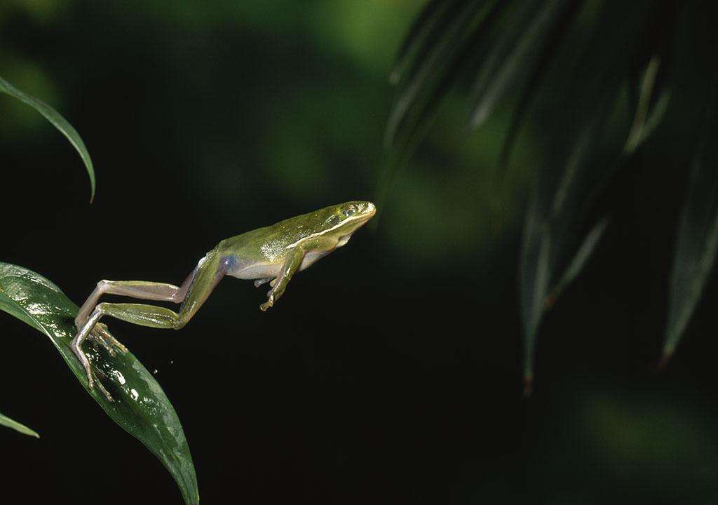 绿纹树蛙