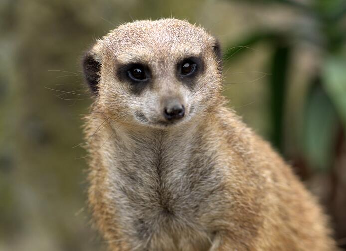  p>獴科(herpestidae)指的是 a href="#" data-lemmaid="3516708">