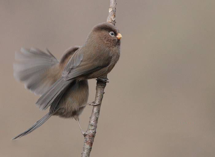  p>三趾鸦雀(学名: i>cholornis paradoxus /i>)是莺科,鸦雀属小型