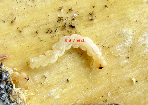  p>昆虫名,为鞘翅目,吉丁虫科.