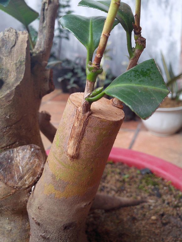  p>嫁接,是植物的 a target="_blank" href="/item/人工繁殖/5878636"