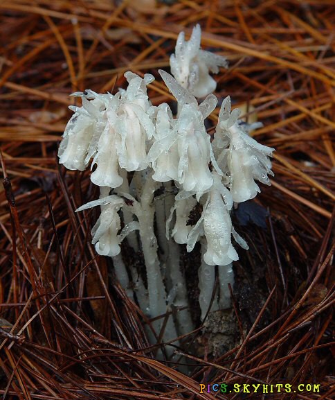  p>水晶兰(学名: i>monotropa uniflora /i>  linn.