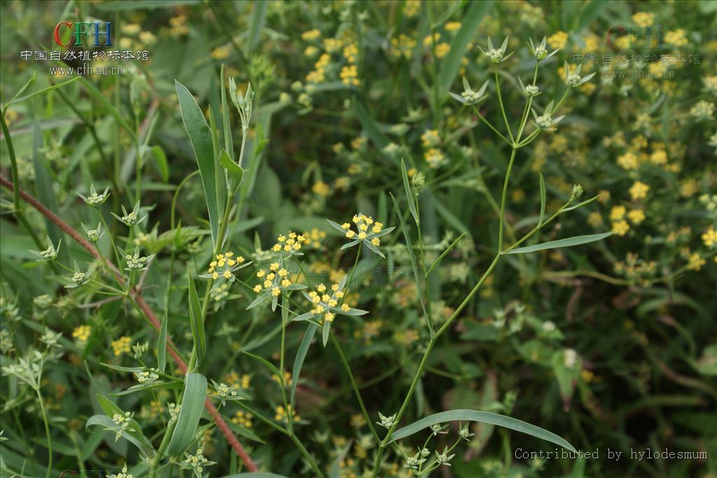  p>长白柴胡(学名: i>bupleurum komarovianum /i>)为伞形科柴胡属的