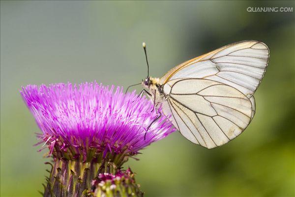 绢粉蝶