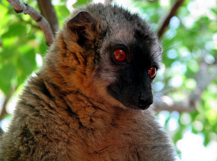 collared brown lemur