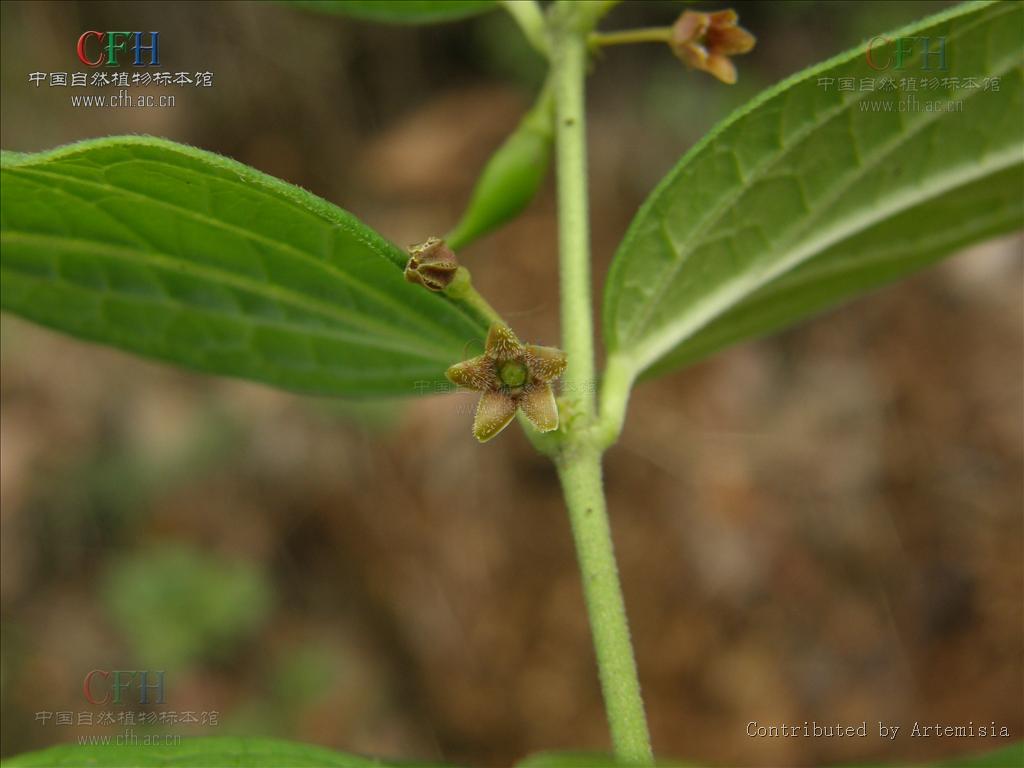  p data-id="gnwut0a9ll">富宁藤( i>parepig