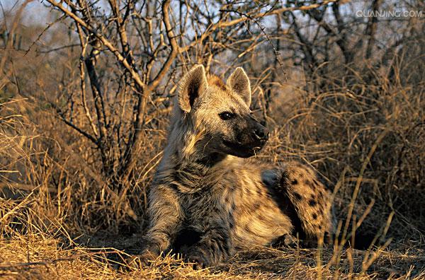  p>斑鬣狗(学名: i>crocuta crocuta /i>):又名斑点鬣狗,体长约95-160