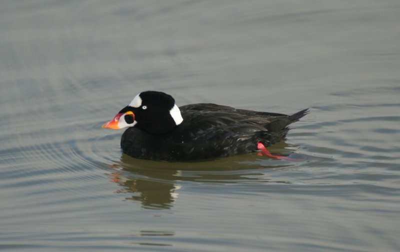  p>斑头海番鸭(学名: i>melanitta perspicillata /i>):体长约41厘米